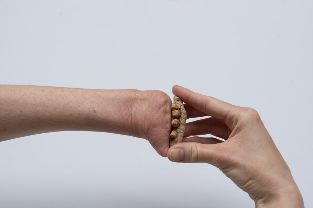 Das Bild zeigt zwei Hände. Die rechte Hand hält mit zwei Fingern eine Kurkuma-Knolle an die Fläche der linken Hand. Die Knolle hat dieselbe Größe wie die linke Hand.