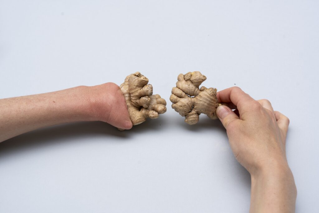 Zwei Hände halten Ingwer-Knollen. Die Form er Knollen erinnert an Finger. Der Hintergrund ist weiß.