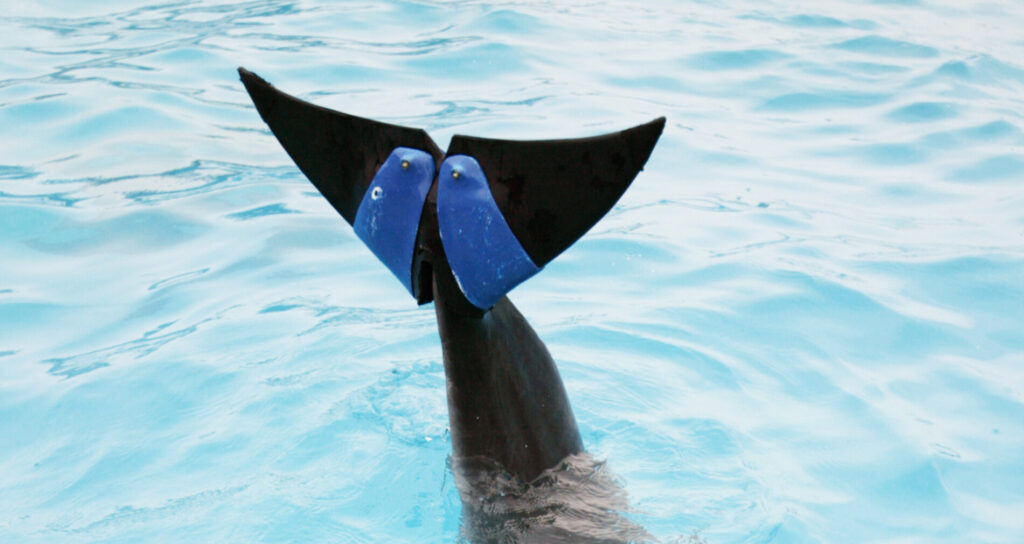 Das Foto zeigt eine Delfin-Flosse die aus dem Wasser ragt. Die Flosse ist aus Gummi.